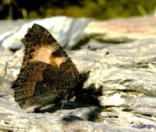 Aglais (Aglais urticae)