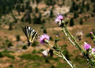 Erik Krlangkuyruk (Iphiclides podalirius)
