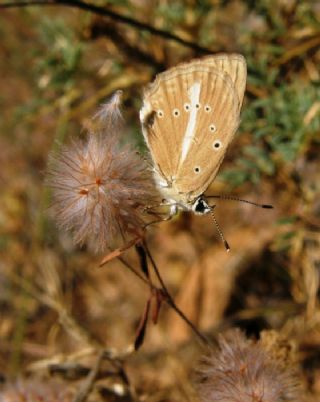 ? Agro Tr (Tanmsz) (Agrodiaetus sp.)