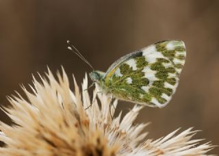 Yeni Beneklimelek (Pontia edusa)