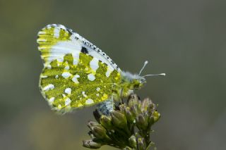 Da Oykls (Euchloe ausonia)