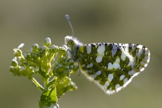 Da Oykls (Euchloe ausonia)