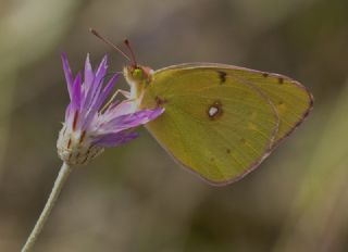 Sar Azamet (Colias croceus)