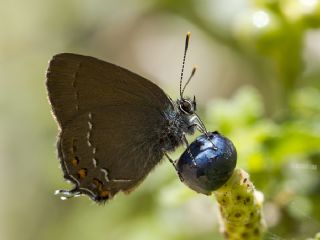 Byk Sevbeni (Satyrium ilicis)