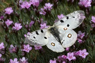 Akdeniz Hanmeli Kelebei (Limenitis reducta)