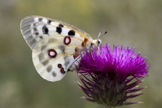 Apollo (Parnassius apollo)