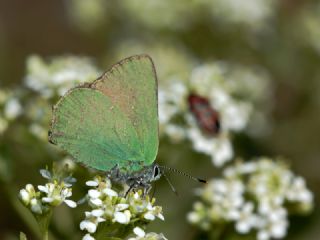 Zmrt (Callophrys rubi)