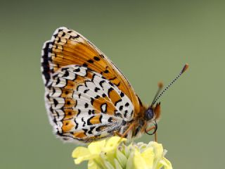 Trkistan parhan (Melitaea arduinna)