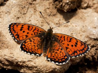 Trkistan parhan (Melitaea arduinna)