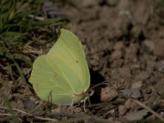 Orakkanat (Gonepteryx rhamni)