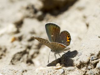 Mcevher Kelebei (Chilades trochylus)