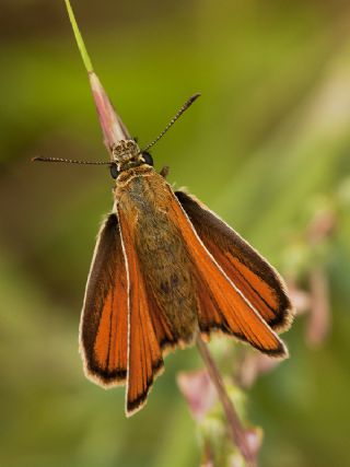 Sar Antenli Zpzp (Thymelicus sylvestris)