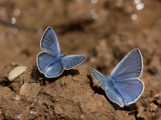 okgzl Amanda (Polyommatus amandus)