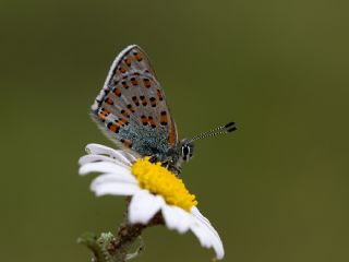Anadolu Gelincii (Tomares nogelii)