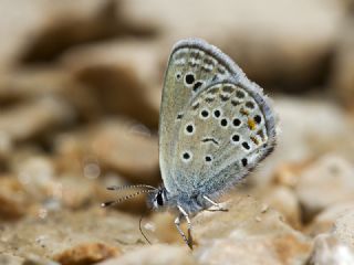 Anadolu Turan Mavisi (Turanana panagaea)