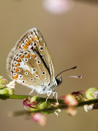 Anadolu okgzls (Polyommatus hyacinthus)