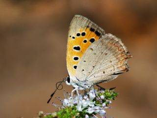 Benekli Bakr Gzeli (Lycaena phlaeas)