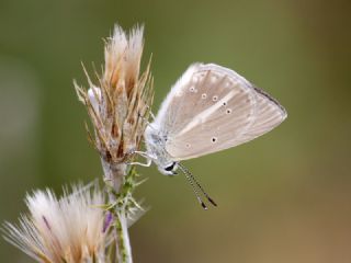 okgzl Anadolu Beyaz (Polyommatus menalcas)