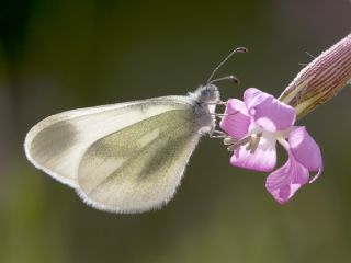 Doulu Narin Orman Beyaz (Leptidea duponcheli)