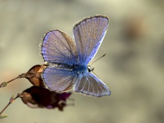 okgzl Mavi (Polyommatus icarus)