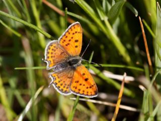 Kk Ate Gzeli (Lycaena thersamon)