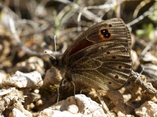 Uygur Gzelesmeri (Proterebia afra)