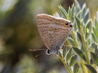 Lampides (Lampides boeticus)