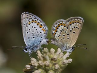 Gm Lekeli Esmergz (Plebejus argus)