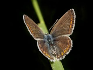 okgzl Mavi (Polyommatus icarus)