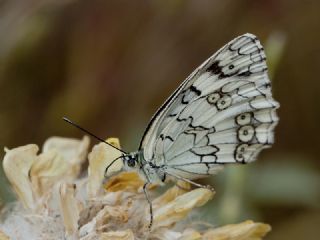 Anadolu Melikesi (Melanargia larissa)