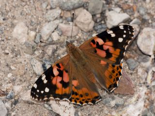 Diken Kelebei (Vanessa cardui)