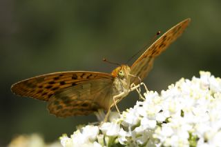 Cengaver (Argynnis paphia)