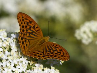 Cengaver (Argynnis paphia)