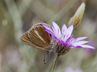 okgzl Anadolu Beyaz (Polyommatus menalcas)