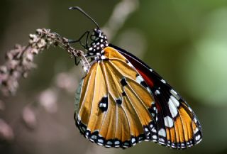 Benekli Bakr Gzeli (Lycaena phlaeas)