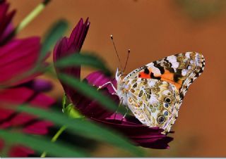 Diken Kelebei (Vanessa cardui)