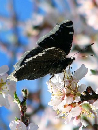 Sar Bandl Kadife (Nymphalis antiopa)