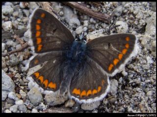 okgzl Esmer (Aricia agestis)