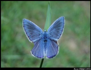 okgzl Mavi (Polyommatus icarus)
