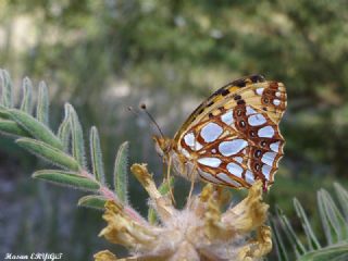 spanyol Kraliesi (Issoria lathonia)
