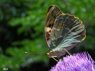 Bahadr (Argynnis pandora)