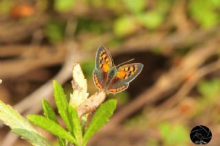 Benekli Bakr Gzeli (Lycaena phlaeas)