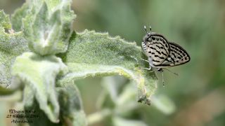 Balkan Kaplan (Tarucus balkanicus)