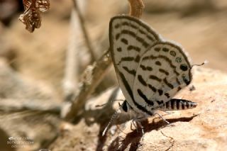 Balkan Kaplan�&nbsp;(Tarucus&nbsp;balkanicus)