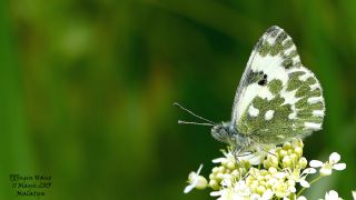 Yeni Beneklimelek (Pontia edusa)