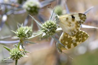 Yeni Beneklimelek&nbsp;(Pontia&nbsp;edusa)