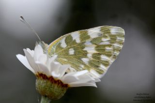 Yeni Beneklimelek&nbsp;(Pontia&nbsp;edusa)