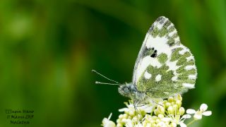 Yeni Beneklimelek (Pontia edusa)