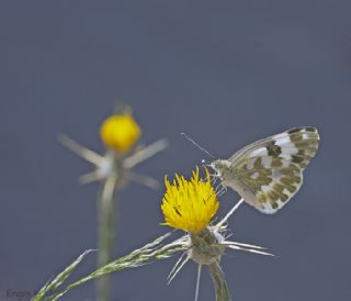 Yeni Beneklimelek (Pontia edusa)