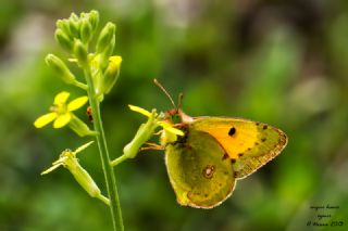 Sar� Azamet&nbsp;(Colias&nbsp;croceus)